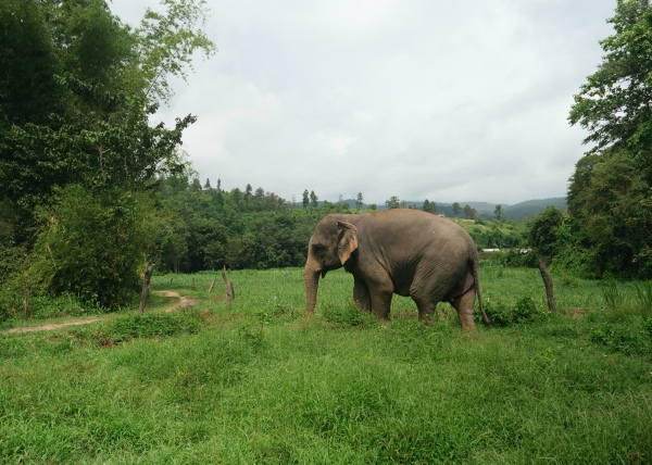 Chiang Mai Elephant Legend Sanctuary